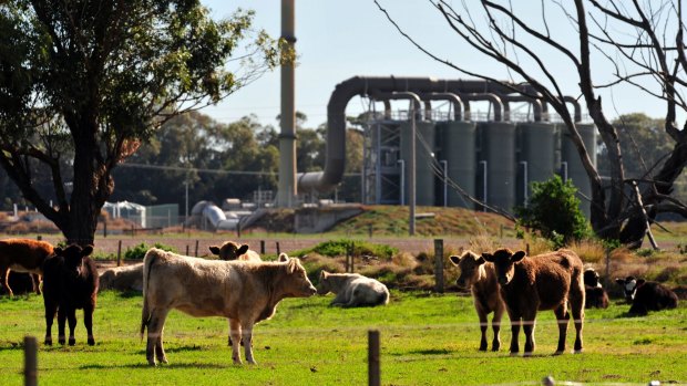 Cattle graze at the Western Treatment Plant.