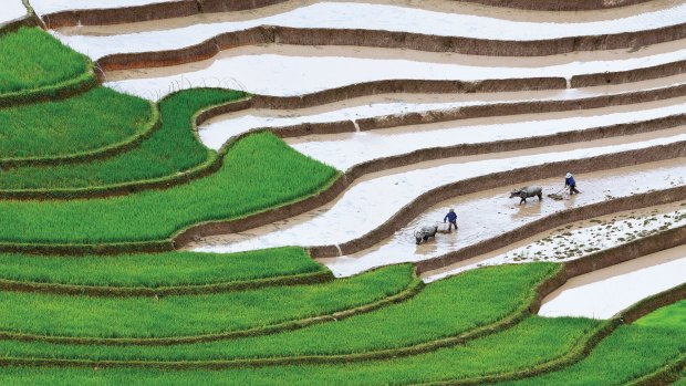 Rice paddy terraces in Vietnam.