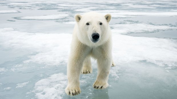 Polar bear near Svalbard, Norway.