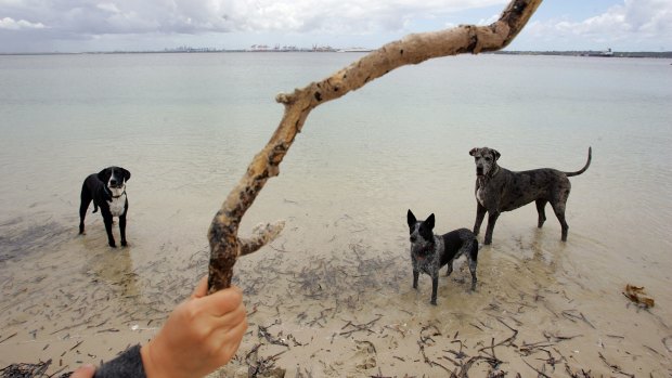 Bonna Point at Kurnell, pictured in 2016, is a popular off-leash area.