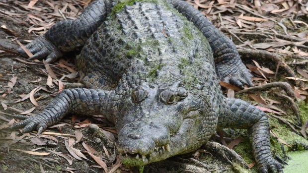 Bill O'Chee thinks the Labor state government will be in strife if it doesn't go after Queensland's crocs.