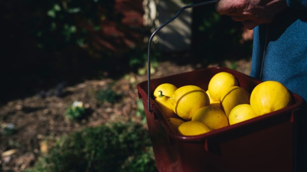 Carol Anderson's freshly picked lemons.