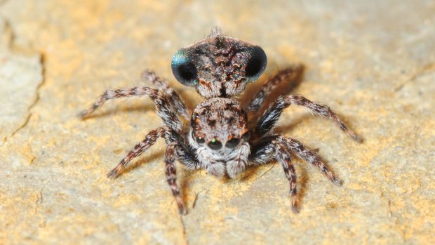 Maratus sapphirus was found in the Sapphire Coast of NSW. 