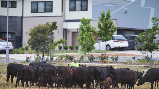 City farm: John Hudson, father of Wells Station owner Peter Hudson, feeds a mob of hungry Angus cows. The family run 30 beasts on the 37-hectare block that in the last 3 years has become completely encircled by the suburb of Harrison.