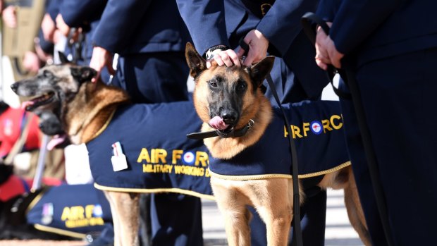 Military dogs during an award ceremony at the Australian War Memorial earlier this month.