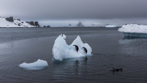 Penguins on a melting iceberg near Villa Las Estrellas, a Chilean base on King George Island.