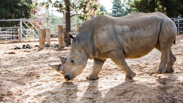 Three White Rhinoceros are also on show for the first time as part of the zoo's new expansion.
