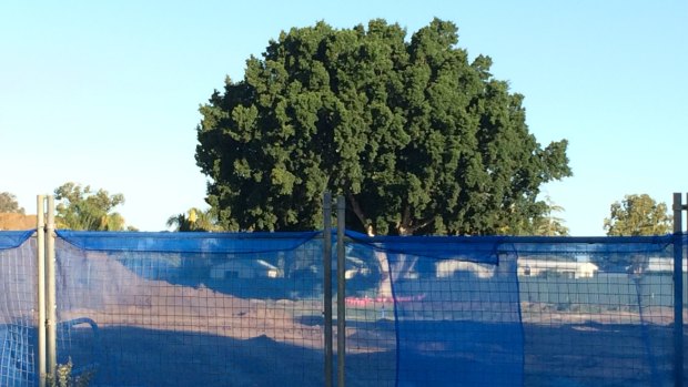 A ficus tree cut down for the Lake Thomas Mews development in Gwelup, which was on the boundary and provided shade for the neighbouring caravan park. 