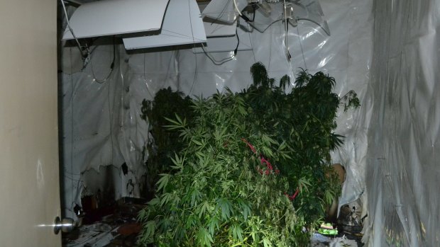 The haul from the cannabis grow house in Ainslie.