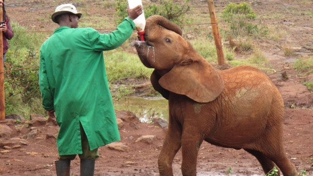 Young elephant being fed at the David Sheldrick Wildlife Trust, Nairobi.
