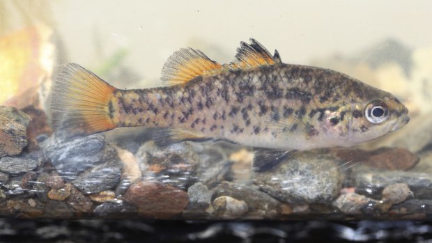 A Southern Pygmy Perch. 