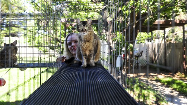Victoria Worley, of Kingston, keeps her four cats safe in an enclosure attached to her house.