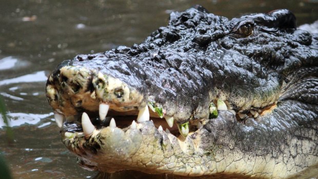 A saltwater crocodile has been blamed for the woman's disappearance. 