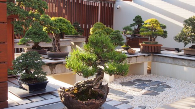 The National Bonsai and Penjing Collection of Australia, at the National Arboretum in Canberra.