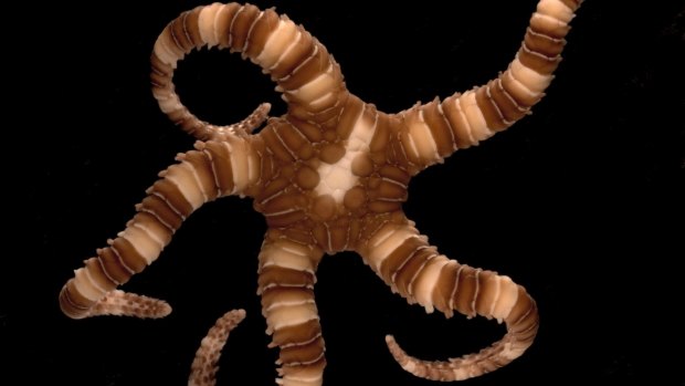 The brittle star, a relative of the starfish.