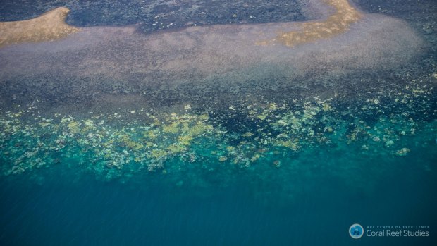 The National Coral Bleaching Taskforce has found record levels of bleaching on the Great Barrier Reef.