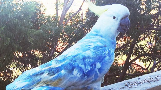 A blue cockatoo has been enjoying a feed on Kim Novick's North Bondi balcony. 