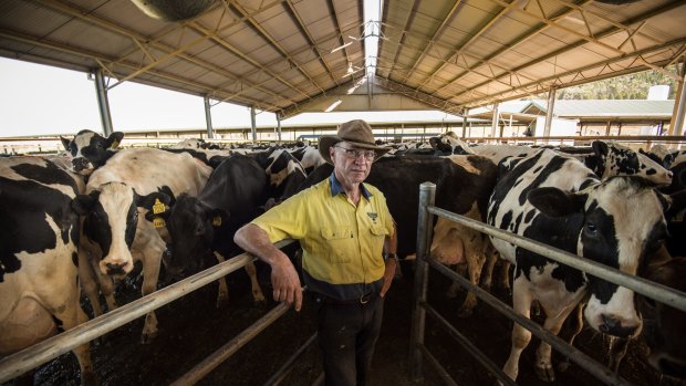 Colin Thompson with his Holstein Friesian cattle at his farm in Cowra. 