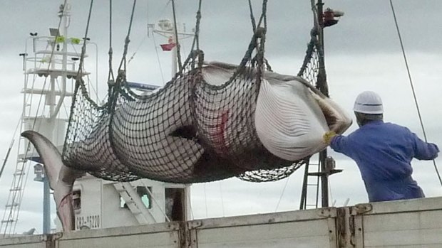 A minke whale is unloaded at a port  in Kushiro in 2013.