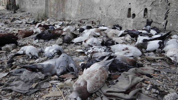 Pigeons lie on the ground after dying from what activists said was the use of chemical weapons by forces loyal to President Bashar Al-Assad in Damascus in 2013.