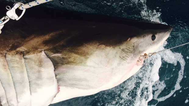 A white shark caught on a smart drumline, tagged and released near Evans Head. 