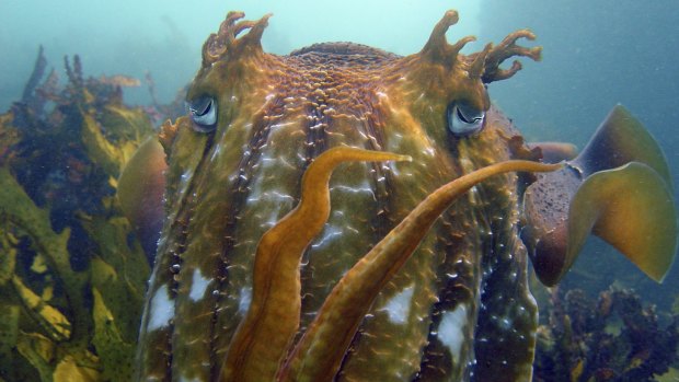 A giant cuttlefish off Terrigal, NSW.