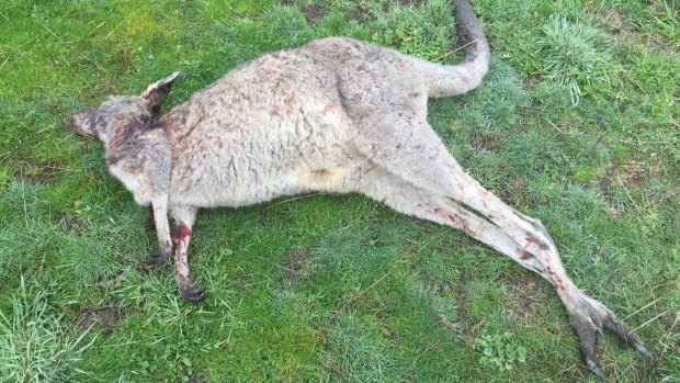 One of the dead kangaroos. 