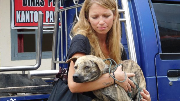 A dog is rescued from Langowan Market by Dog Meat Free Indonesia coalition investigators. 