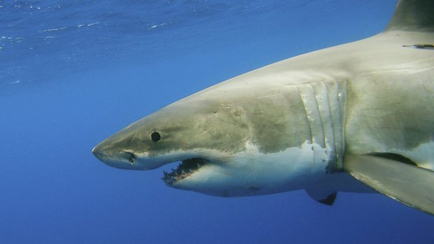 The founder of a South African shark spotter program will visit WA to inspects its coastlines and meet with stakeholders. 
