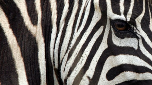 Zebras are easily identifiable targets, despite their stripes .
