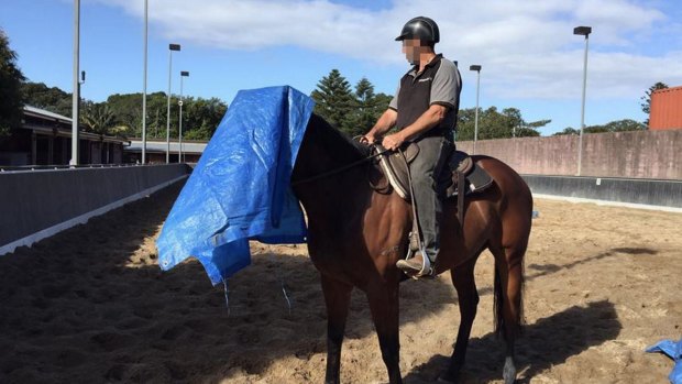 The turf club's mounted division consists of retired racehorses retrained for life after the track.