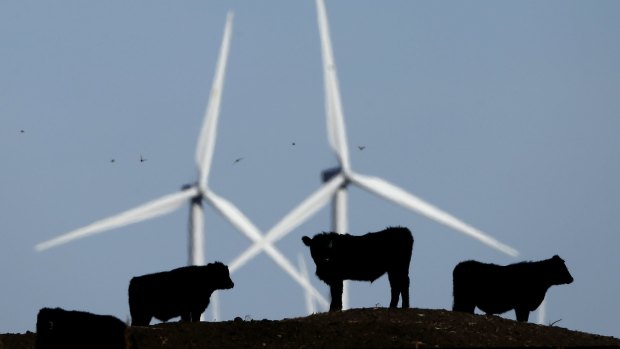 Queensland's wind energy production could rise to a point where it could power a city the size of Mackay.