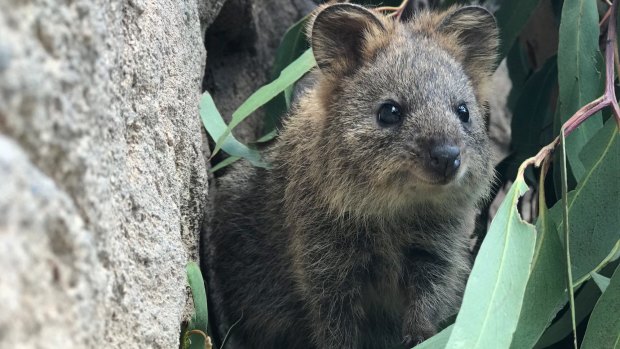 Cinnamon the baby quokka has taken her first steps at the Australian Reptile Park.