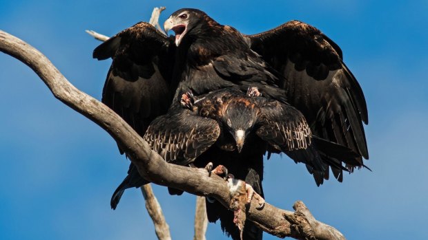 Well bred: Copulating Wedge-tailed Eagles.