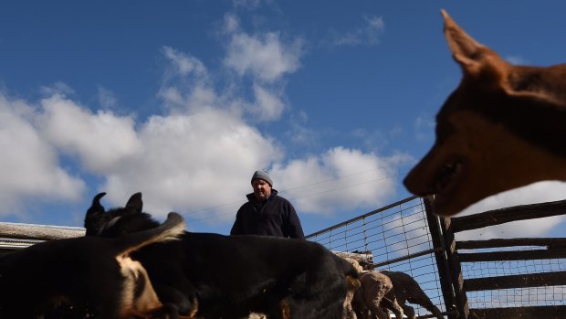 Sodwalls' farmer Peter Moore rounds up sheep in the yards with some of the kelpies he is training on his farm. 