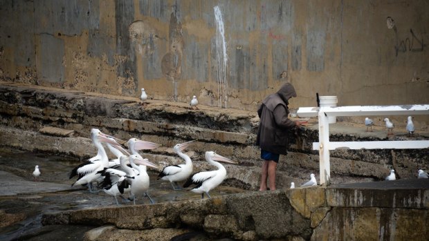The local wildlife at the Cowrie Hole in Newcastle, politely wait for scraps from a fisherman's catch.