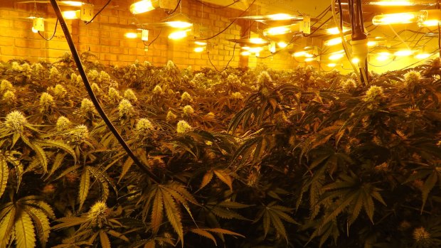 Cannabis grow houses in Victoria are increasingly state-of-the-art. 