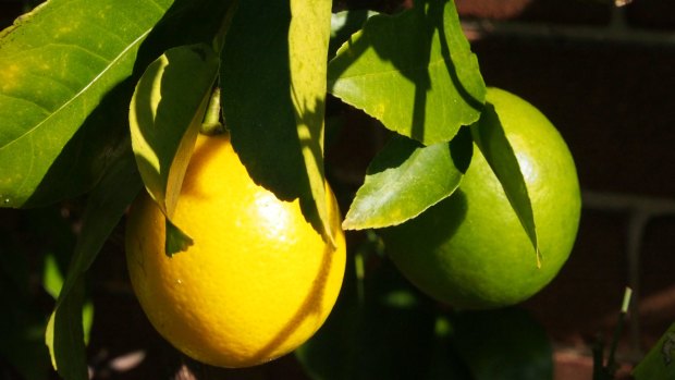 Large containers of at least forty centimetres in diameter are key to growing lemons, with a lot of water and sun thrown in.