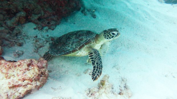 Green turtles being tracked by James Cook University researchers stayed put as Cyclone Marcia passed overhead.