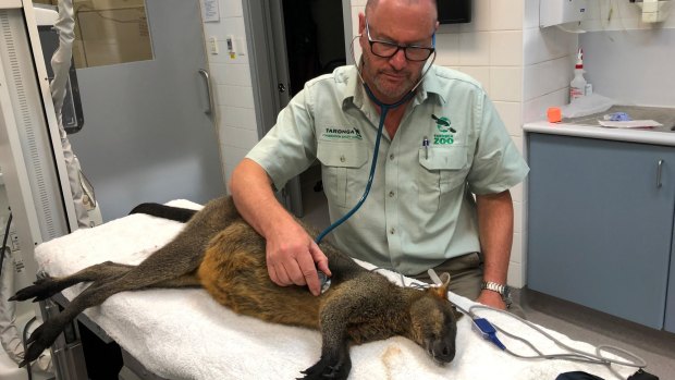 The swamp wallaby was sedated and then assessed by Taronga Zoo's senior vet Dr Larry Vogelnest after it was captured by police.