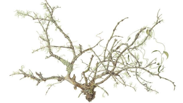 Beverly Allen's Lichens on mistletoe.