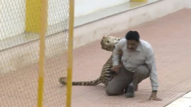 The leopard attacks a man at VIBGYOR international high school in Bangalore. Officials say the wild cat wandered into the school in southern India and injured six people as it tried to escape.
