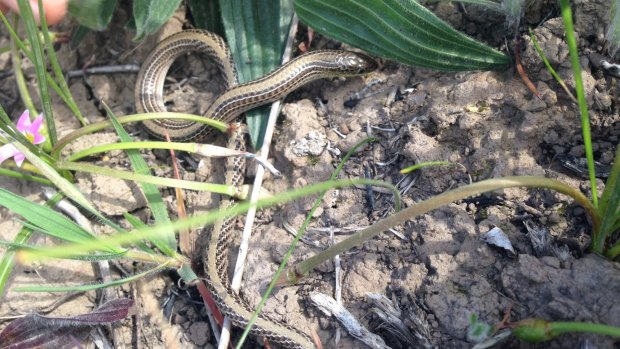 The government has dropped plans to relocate endangered striped legless lizards from areas earmarked for development.