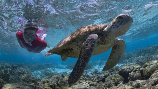 Australians want the federal government to protect the Great Barrier Reef, new poll finds.