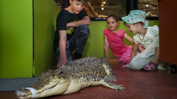 Amelia Miller, 7, with sister Emmerson, 5, and volunteer Brian la Rance with the first saltwater crocodile 'Charlie' at his new home at the Canberra Reptile Zoo.