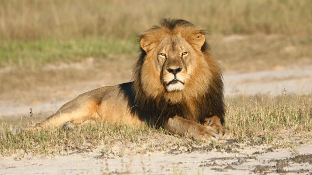 Cecil the lion rests in Hwange National Park, in Hwange, Zimbabwe, in an undated photo.