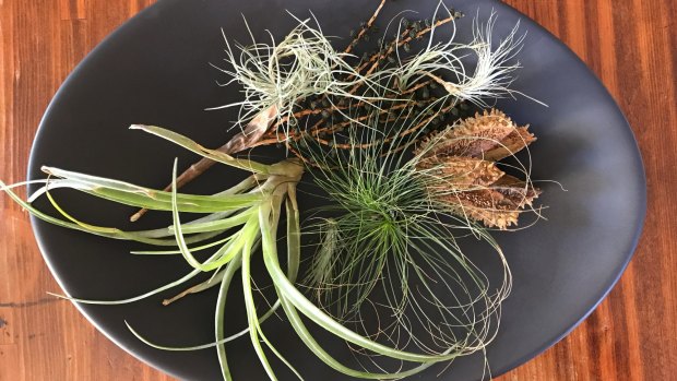 Tillandsias displayed as a table decoration look like something from beyond the natural world. 