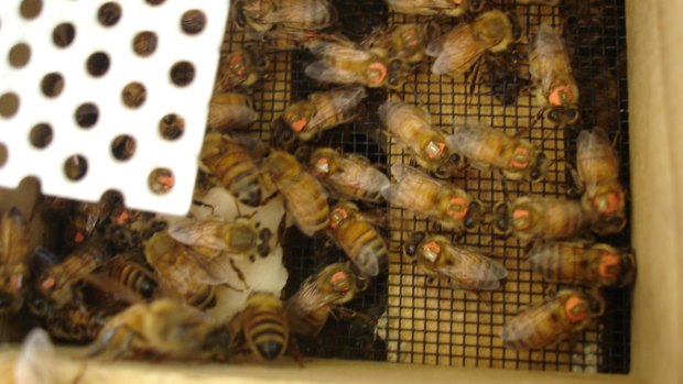 Micro-sensors glued to the back of bees show the gut microbe is making the bees sick.