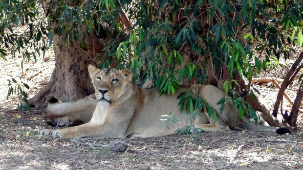 A file photo of an Asiatic Lionesses in Gir National Park, in the state of Gujarat, India.