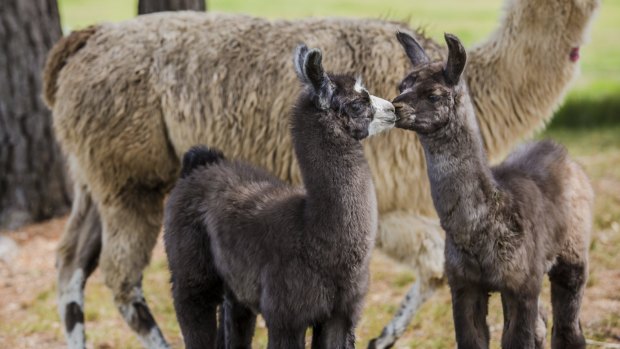 Cuddly llamas.